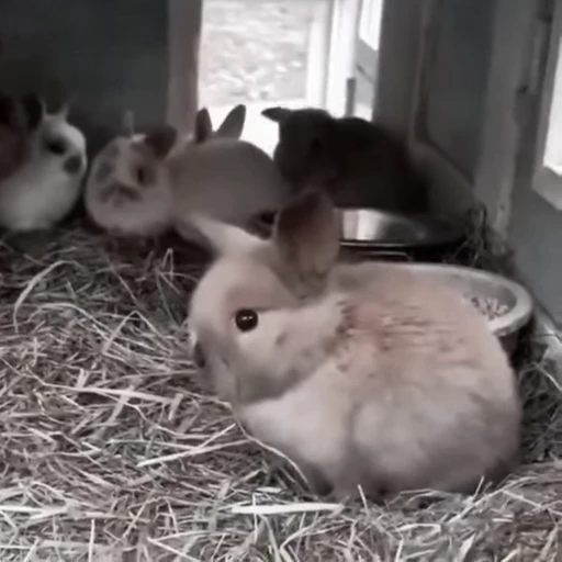 🐇 Стикер «Rabbits» для Telegram