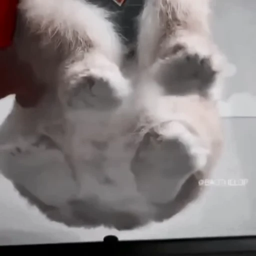 🐇 Стикер «Rabbits» для Telegram