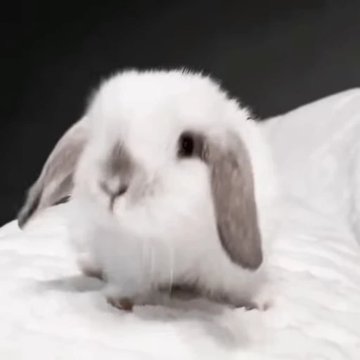 🐇 Стикер «Rabbits» для Telegram