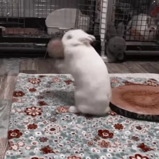 🐇 Стикер «Rabbits» для Telegram