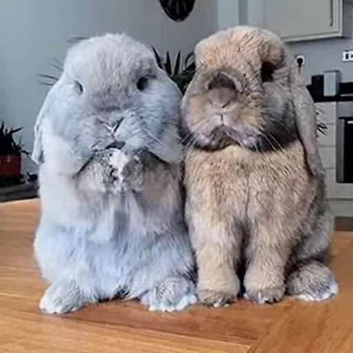 🐇 Стикер «Rabbits» для Telegram