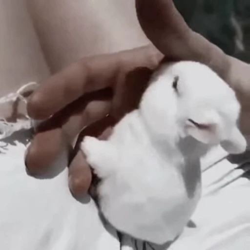 🐇 Стикер «Rabbits» для Telegram