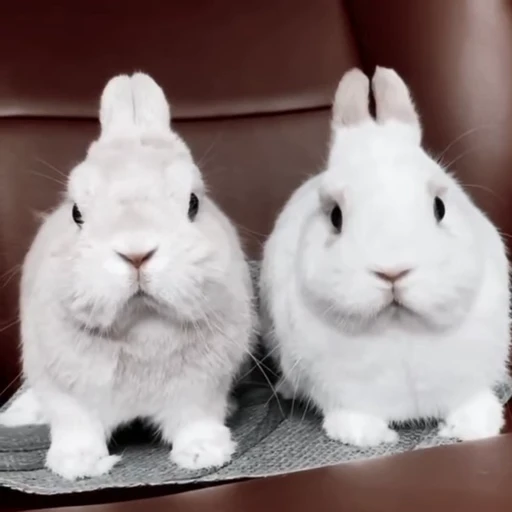 🐇 Стикер «Rabbits» для Telegram