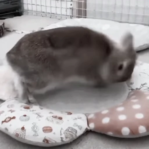 🐇 Стикер «Rabbits» для Telegram