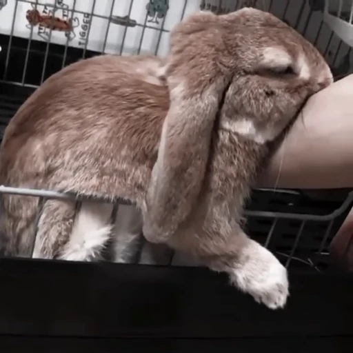 🐇 Стикер «Rabbits» для Telegram
