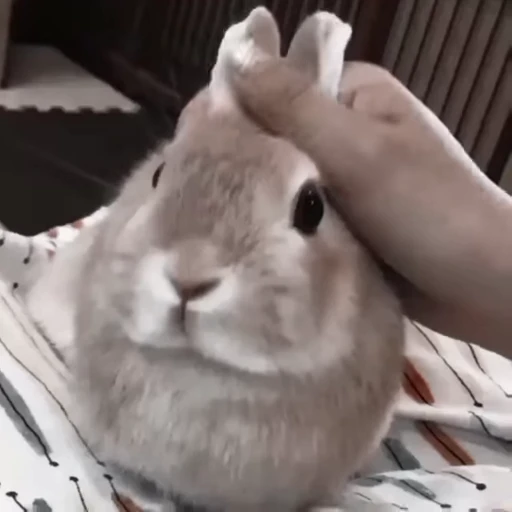 🐇 Стикер «Rabbits» для Telegram