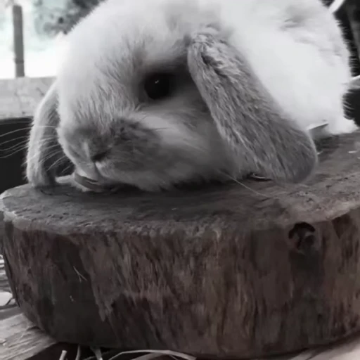 🐇 Стикер «Rabbits» для Telegram