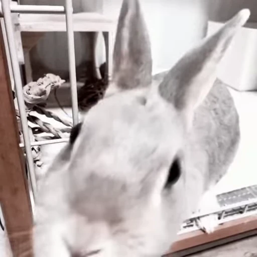 🐇 Стикер «Rabbits» для Telegram