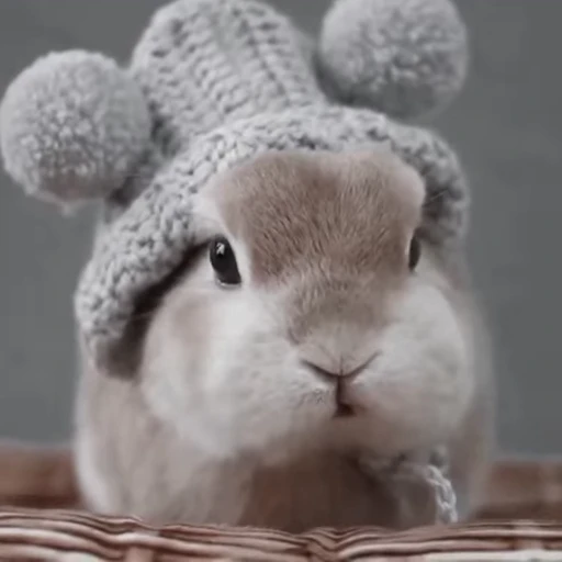🐇 Стикер «Rabbits» для Telegram