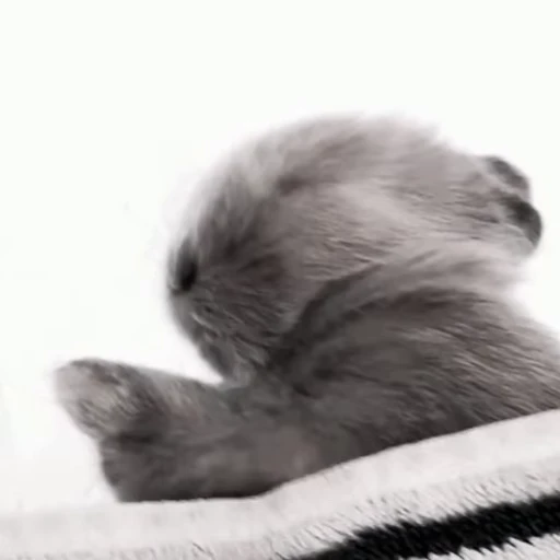 🐇 Стикер «Rabbits» для Telegram