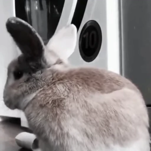 🐇 Стикер «Rabbits» для Telegram