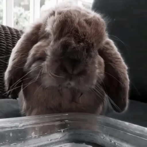 🐇 Стикер «Rabbits» для Telegram