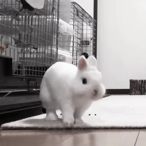 🐇 Стикер «Rabbits» для Telegram