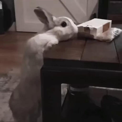 🐇 Стикер «Rabbits» для Telegram