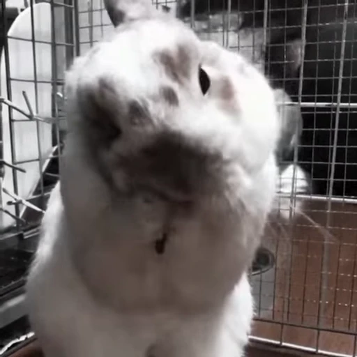 🐇 Стикер «Rabbits» для Telegram