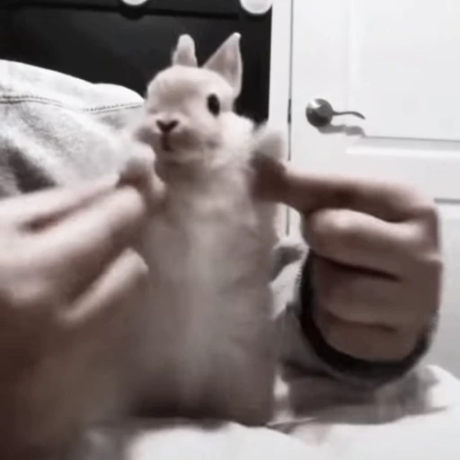 🐇 Стикер «Rabbits» для Telegram