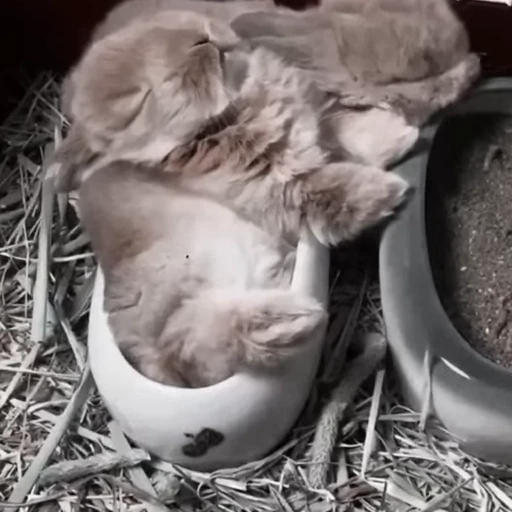 🐇 Стикер «Rabbits» для Telegram