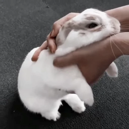 🐇 Стикер «Rabbits» для Telegram