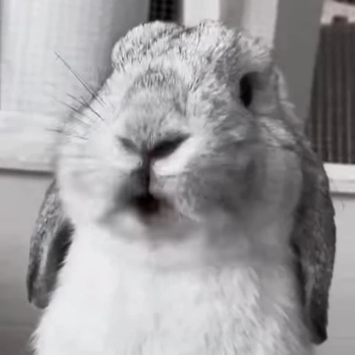 🐇 Стикер «Rabbits» для Telegram
