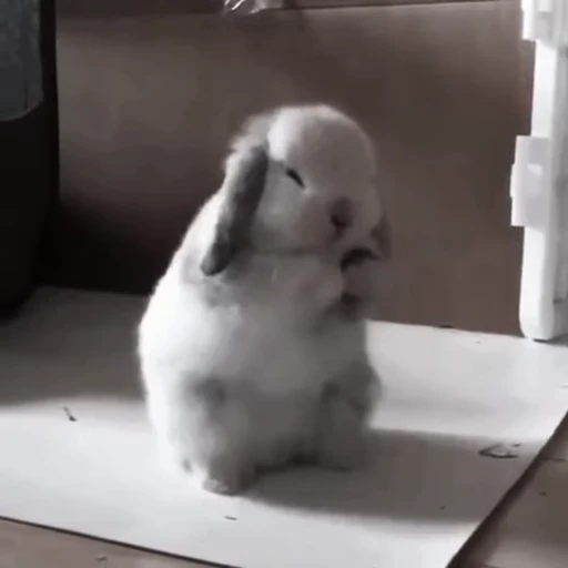 🐇 Стикер «Rabbits» для Telegram