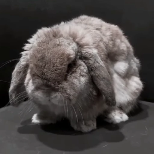 🐇 Стикер «Rabbits» для Telegram