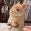 Стикер 21 🤩кроликсы