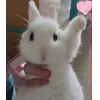 Стикер 20 🤩кроликсы