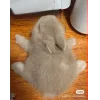 Стикер 8 🤩кроликсы