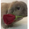 Стикер 14 🤩кроликсы