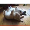 Стикер 26 🤩кроликсы