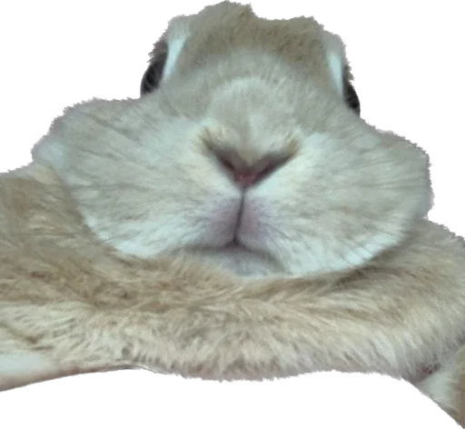 🐰 Стикер «Стеша» для Telegram