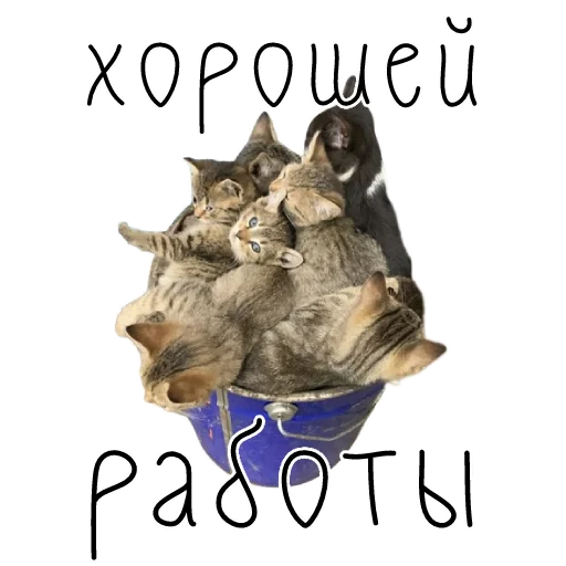 🫡 Стикер «коты ишачат на заводе» для Telegram