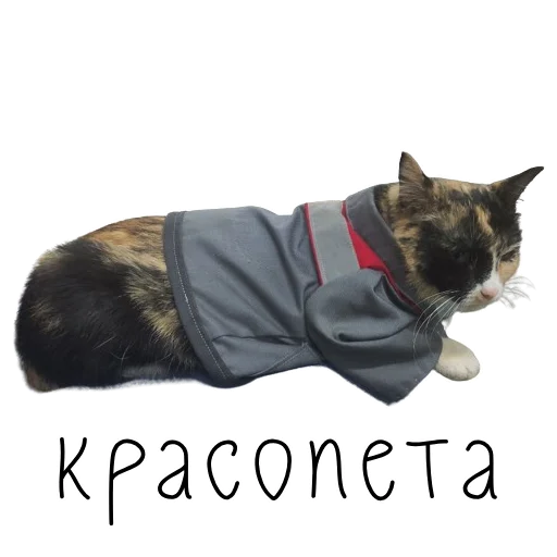 🤩 Стикер «коты ишачат на заводе» для Telegram