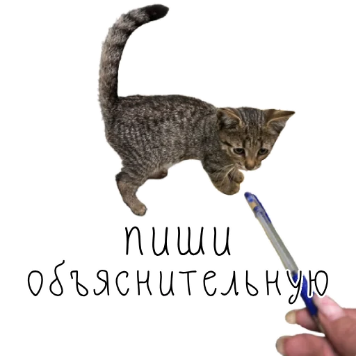 ✍️ Стикер «коты ишачат на заводе» для Telegram