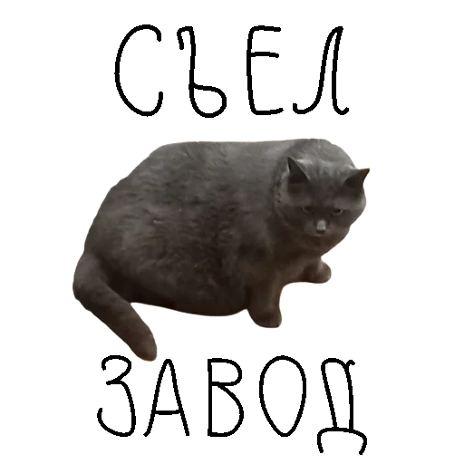 🙀 Стикер «коты ишачат на заводе» для Telegram