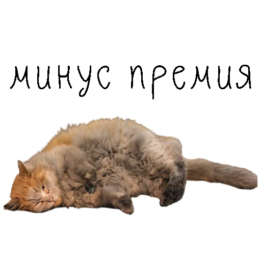 😓 Стикер «коты ишачат на заводе» для Telegram