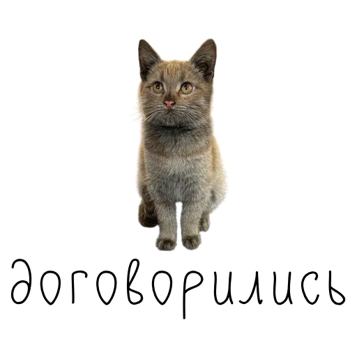 👌 Стикер «коты ишачат на заводе» для Telegram