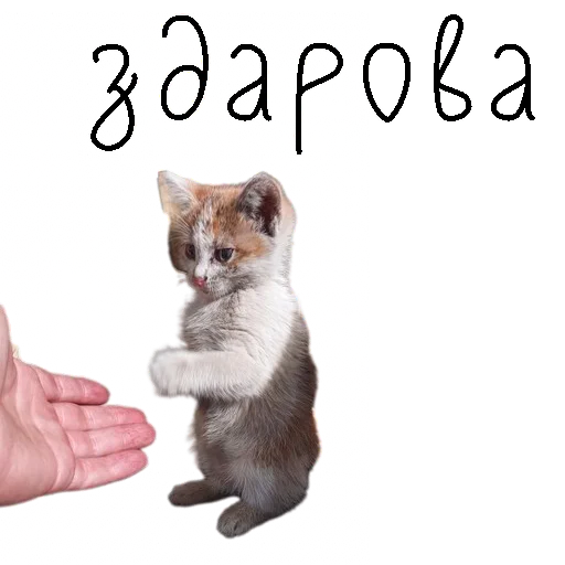 👋 Стикер «коты ишачат на заводе» для Telegram