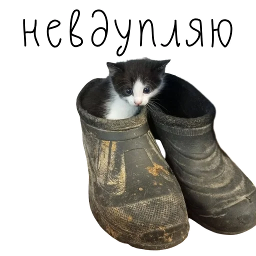 😳 Стикер «коты ишачат на заводе» для Telegram