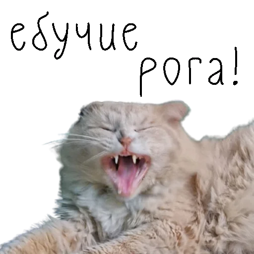 😡 Стикер «коты ишачат на заводе» для Telegram