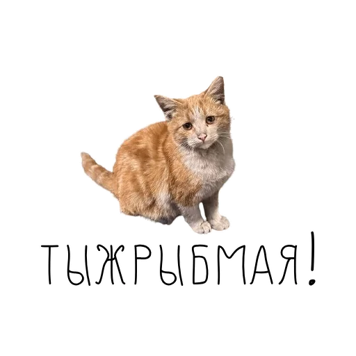 ❤️ Стикер «коты ишачат на заводе» для Telegram