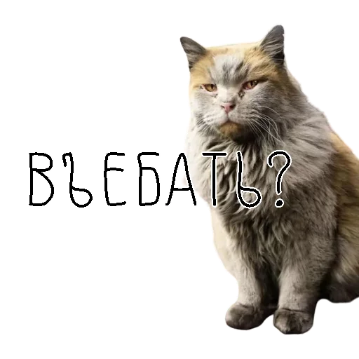 🤬 Стикер «коты ишачат на заводе» для Telegram
