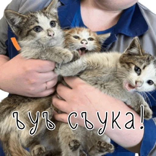 🤯 Стикер «коты ишачат на заводе» для Telegram