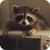 Стикер 2 Raccoon