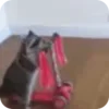 Стикер 30 Raccoon