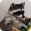 Стикер 37 Raccoon