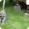 Стикер 45 Raccoon