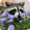 Стикер 17 Raccoon