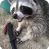 Стикер 9 Raccoon