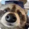 Стикер 14 Raccoon